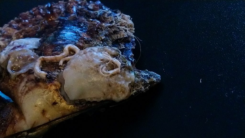 crassostrea saccostrea o altro